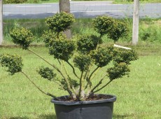 Ilex crenata 'Convexa' -Formschnitt-