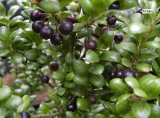 Ilex crenata 'Convexa' -japanische Stechpalme-