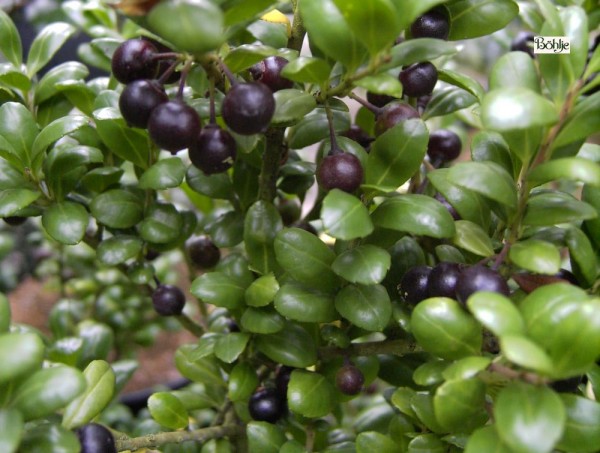 Ilex crenata 'Convexa' -japanische Stechpalme-