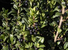 Ilex crenata 'Fastigiata' -japanische Stechpalme-