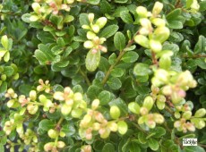 Ilex crenata 'Glorie Gem' -japanische Stechpalme-