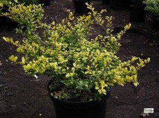 Ilex crenata 'Golden Gem' -japanische Stechpalme-