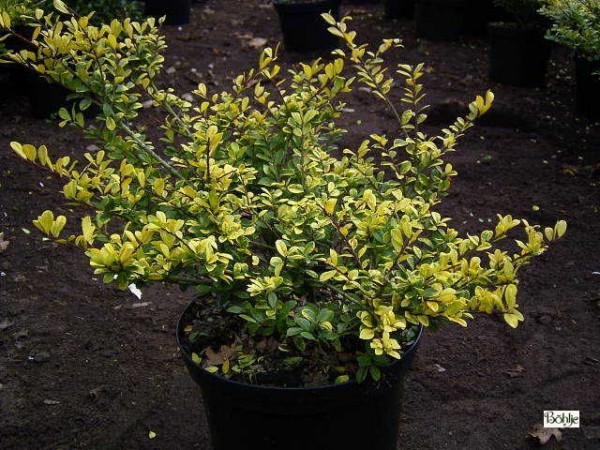 Ilex crenata 'Golden Gem' -japanische Stechpalme-