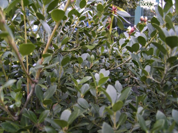 Ilex crenata 'Green Lustre' -japanische Stechpalme-