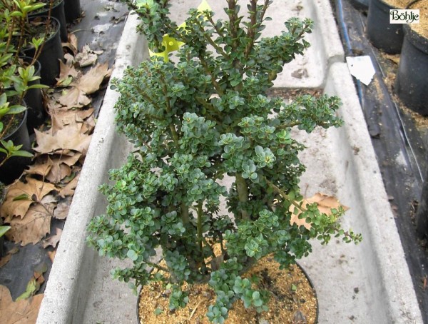 Ilex crenata 'Mariesii' 