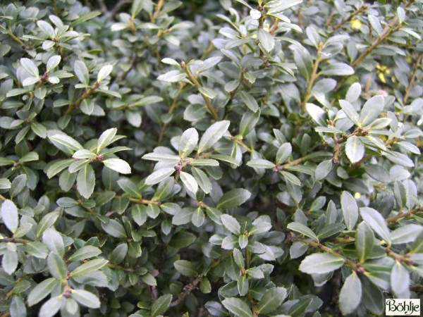 Ilex crenata 'Stokes' -japanische Stechpalme-