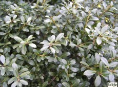 Ilex crenata 'Stokes' -japanische Stechpalme-