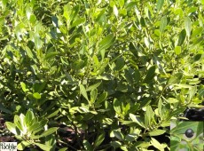 Ilex glabra -Tintenbeere-