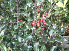 Ilex meserveae 'Blue Angel' ®  -amerikanische Stechpalme-