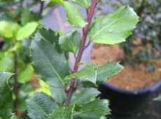 Ilex meserveae 'Blue Prince' ® -Stechpalme-