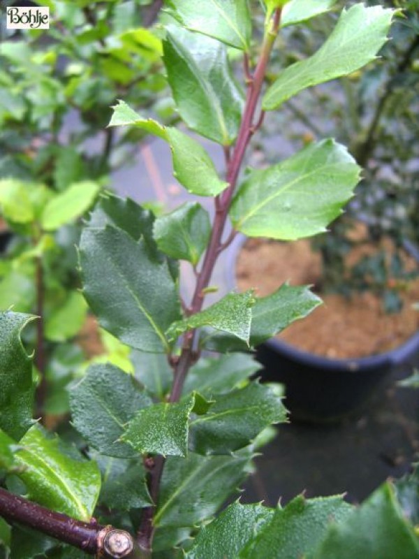 Ilex meserveae 'Blue Prince' ® -Stechpalme-