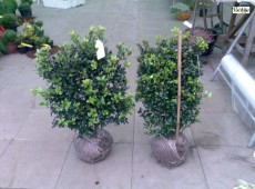 Ilex meserveae 'Heckenstar' (S) -Stechpalme-