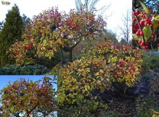 Ilex verticillata -männlich und weiblich- -Korallenhülse-