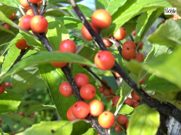 Ilex verticillata 'Golden Verboom' -Korallenhülse-