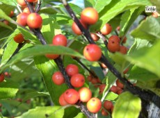 Ilex verticillata 'Golden Verboom' -Korallenhülse-