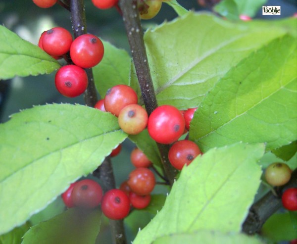 Ilex verticillata 'Sparkleberry' -Korallenhülse-