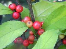 Ilex verticillata 'Sparkleberry' -Korallenhülse-