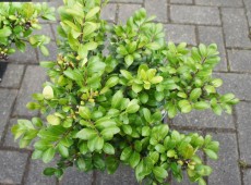 Ilex crenata 'Hetzii'