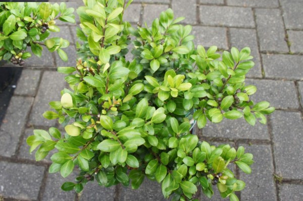 Ilex crenata 'Hetzii'