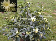 Illicium anisatum -japanischer Sternanis-