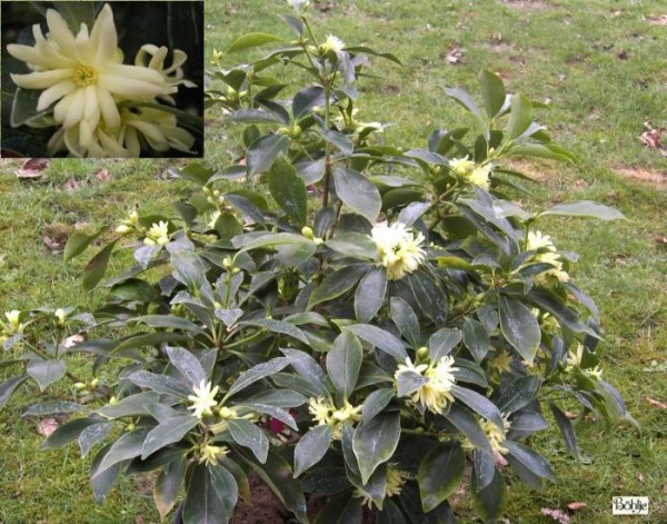 Illicium anisatum -japanischer Sternanis-