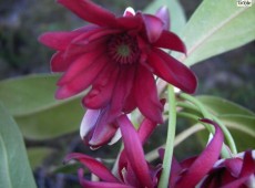 Illicium floridanum -roter Anis-