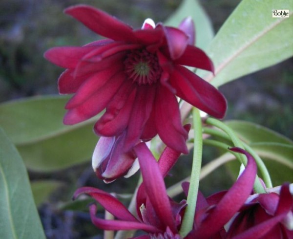 Illicium floridanum -roter Anis-