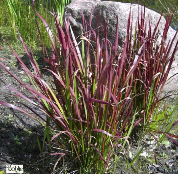 Imperata cylindrica 'Red Baron' japanisches Blutgras-