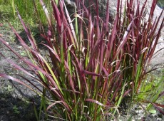 Imperata cylindrica 'Red Baron' japanisches Blutgras-