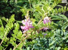 Indigofera heterantha -Indigostrauch-