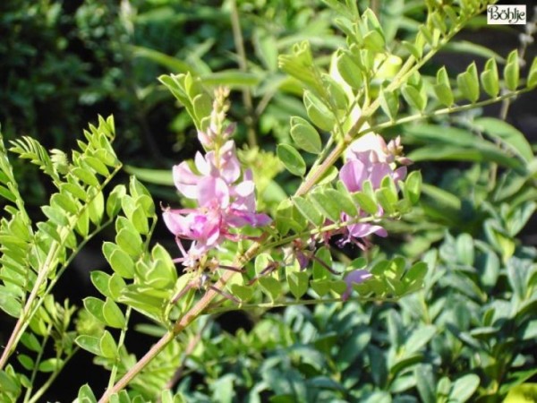 Indigofera heterantha -Indigostrauch-