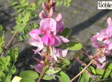 Indigofera heterantha 'Gerardiana' -Himalaya-Indigostrauch-