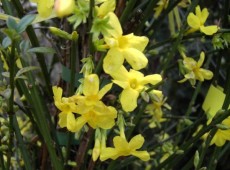 Jasminum nudiflorum -Winterjasmin-