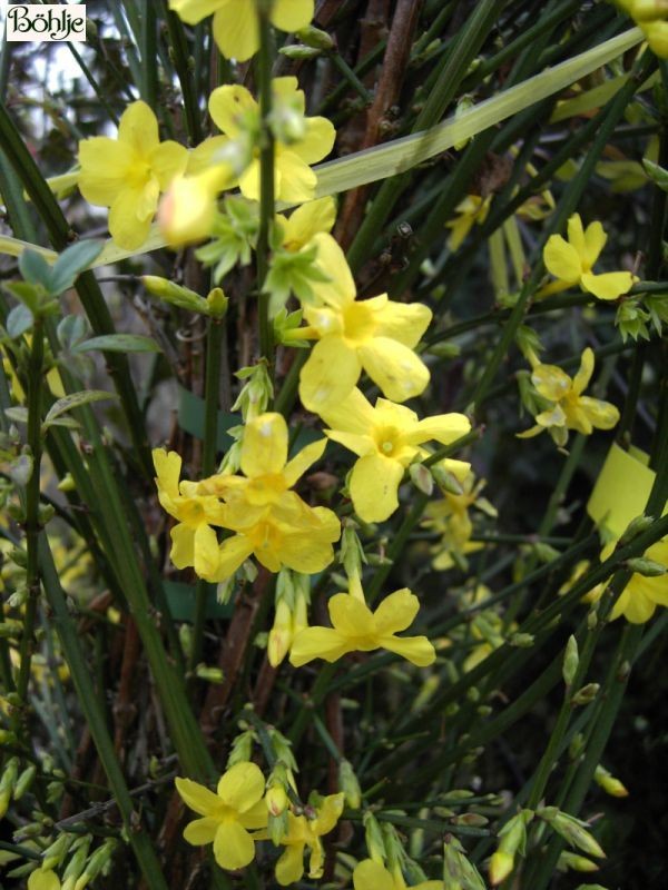 Jasminum nudiflorum -Winterjasmin-