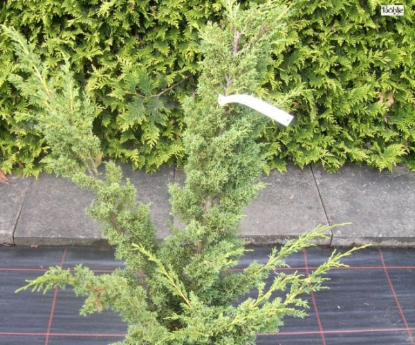 Juniperus chinensis 'Blaauw' -Blaauw's Strauchwacholder-
