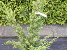 Juniperus chinensis 'Blaauw' -Blaauw's Strauchwacholder-