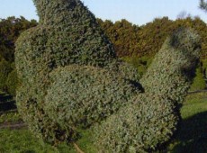 Juniperus chinensis 'Blue Alps'  (geschnitten)  -Wacholder-