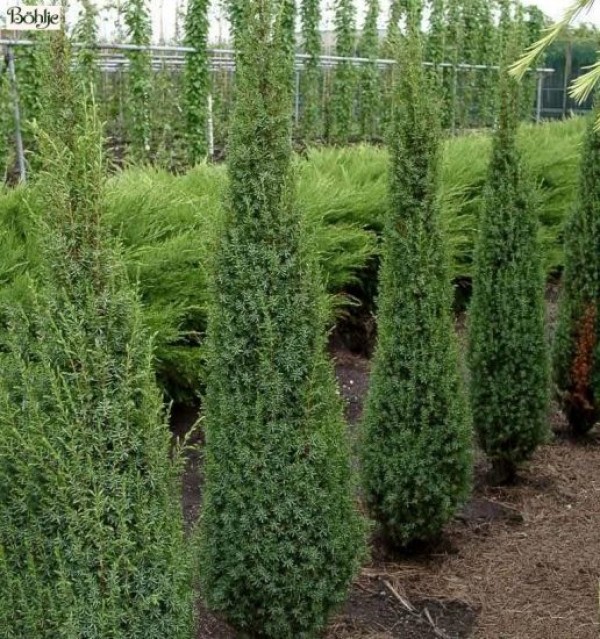 Juniperus communis 'Arnold' -Säulenwacholder-