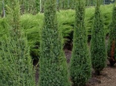 Juniperus communis 'Arnold' -Säulenwacholder-