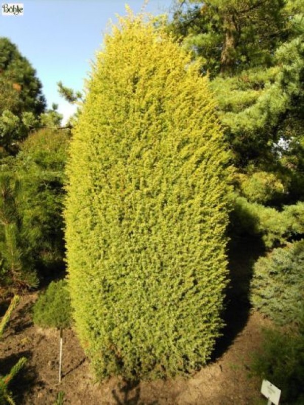 Juniperus communis 'Gold Cone' -Goldsäulenwacholder-