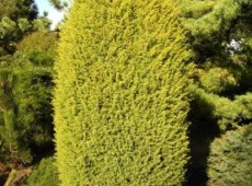 Juniperus communis 'Gold Cone' -Goldsäulenwacholder-