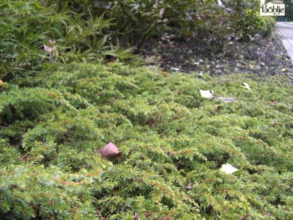 Juniperus communis 'Green Carpet' -grüner Kriechwacholder-