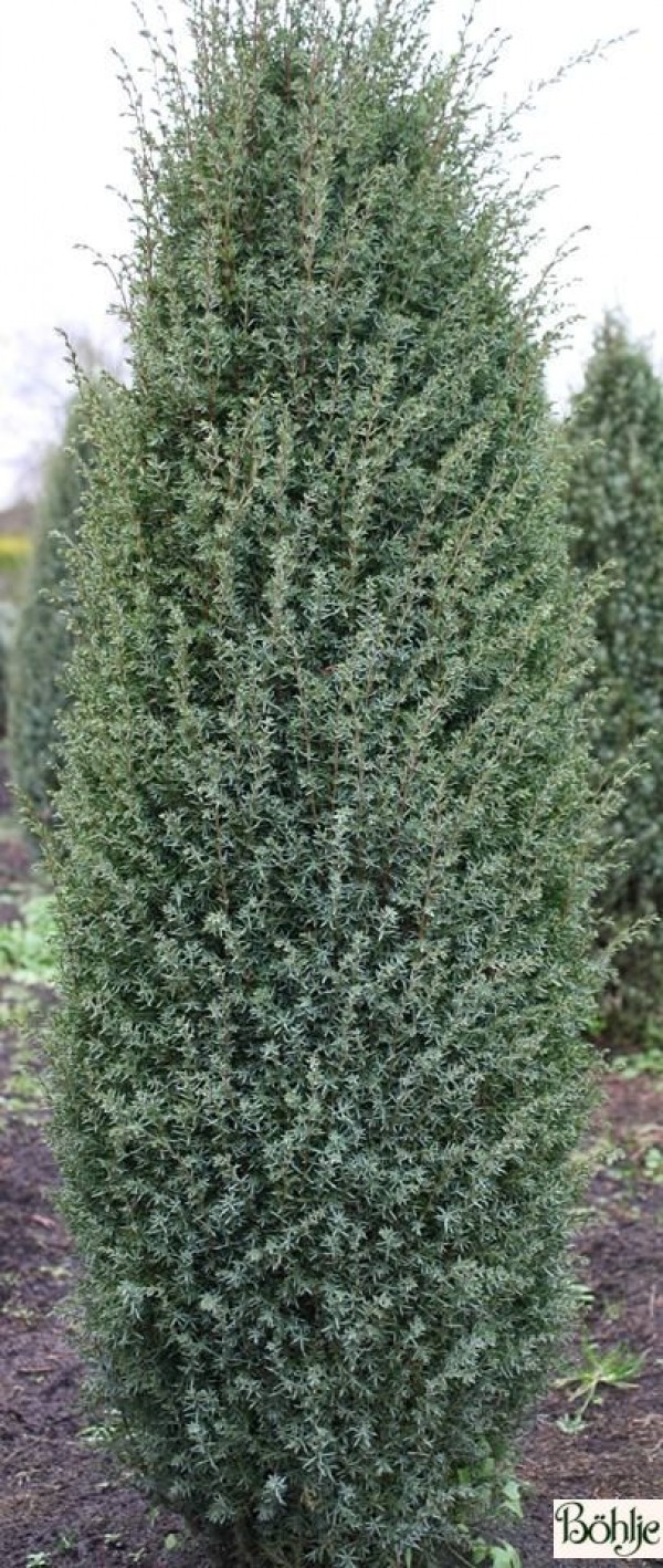 Juniperus communis 'Hibernica' -irischer Säulenwacholder-