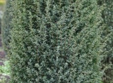 Juniperus communis 'Hibernica' -irischer Säulenwacholder-