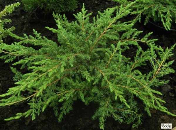 Juniperus communis 'Repanda' -Wacholder-