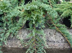 Juniperus horizontalis 'Glauca' -blauer Teppichwacholder-