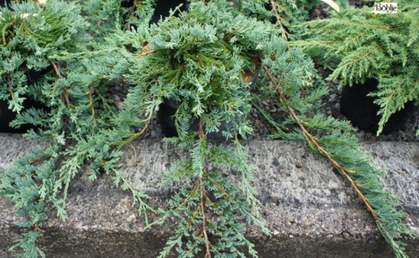 Juniperus horizontalis 'Glauca' -blauer Teppichwacholder-