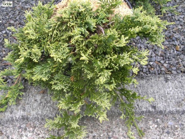 Juniperus horizontalis 'Golden Carpet'