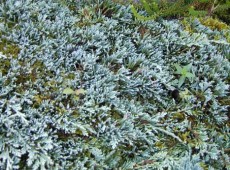 Juniperus horizontalis 'Icee Blue' (R) -S- -stahlblauer Teppichwachholder-