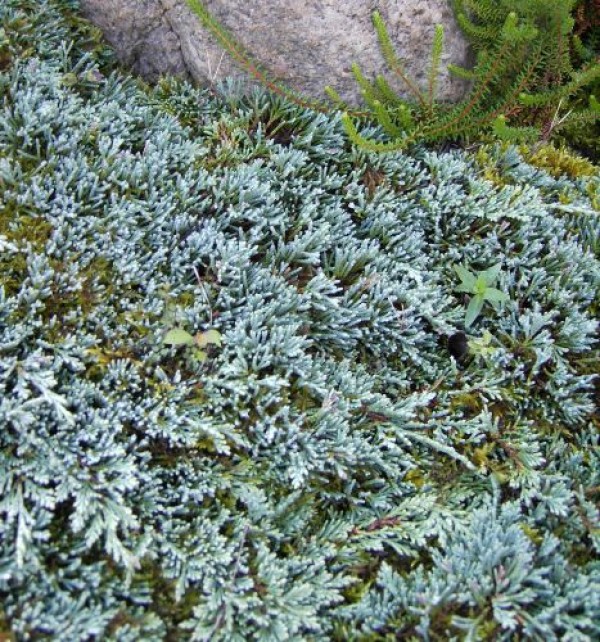 Juniperus horizontalis 'Icee Blue' (R) -S- -stahlblauer Teppichwachholder-